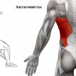 агонисты и антагонисты при выполнении движения