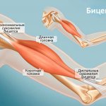 Anatomical structure of the biceps