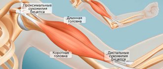 Анатомическое строение бицепса