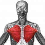 thoracic anatomy
