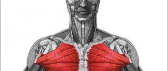thoracic anatomy