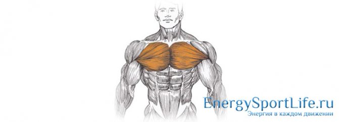 Анатомия грудных мышц: строение, функции, упражнения для развития грудных мышц