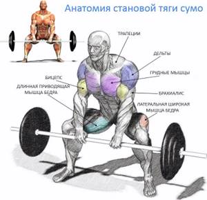 Анатомия мышц, задействованных при становой тяге сумо