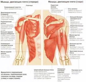 анатомия плече-лопаточного сустава