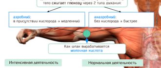 Блок-схема как образуется молочная кислота