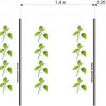 БЖУ гороха, его состав, калорийность и выращивание