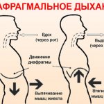 Диафрагмальное дыхание. Как выполнять упражнения, польза и вред, противопоказания