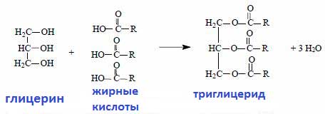 Триглицериды средней цепи - источник дополнительной энергии для тренировок