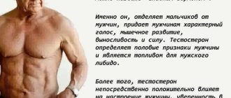 Функции тестостерона