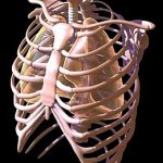 Грудная клетка