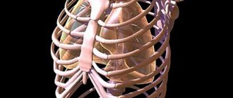 Rib cage