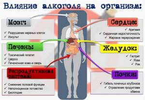 Инфографика влияние алкоголя на органы