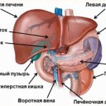 Как почистить печень от шлаков, токсинов препаратами, народными средствами. Полезные продукты, диета