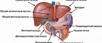 Как почистить печень от шлаков, токсинов препаратами, народными средствами. Полезные продукты, диета