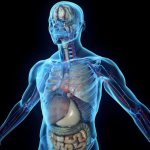 Как стероиды влияют на организм человека