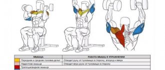 Какие мышцы задействует жим Арнольда