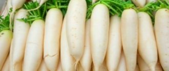 What are the benefits and harms of daikon, beneficial properties and contraindications, how to choose and store?