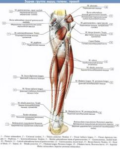 Камбаловидная мышца. Где находится, функции, анатомия, болит, причины, лечение