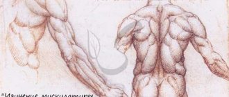 Леонардо да Винчи - Изучение мышц человека