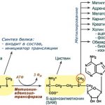 Метионин. Польза и вред для человека, печени, что это такое, в каких продуктах, для чего принимается в бодибилдинге. Цена, аналоги
