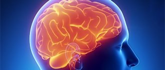 Brain