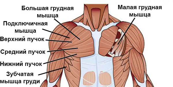 Мышцы груди анатомия
