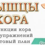 Core muscles: what they are, why we need 30 effective core exercises