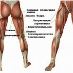 Мышцы при ходьбе, что должны мы знать