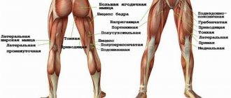 Muscles when walking, what should we know