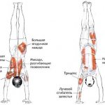Мышцы при стойке на руках