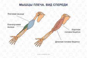 Мышцы рук, бицепс
