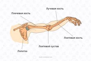 Мышцы рук, кости
