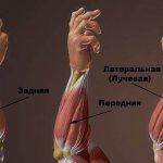 Мышцы рук мышцы предплечья