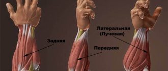 Мышцы рук мышцы предплечья