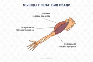 Мышцы рук, трицепс