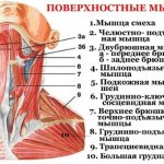 Neck muscles. Anatomy, table, functions, how to relax spasm, inflammation, sprain 