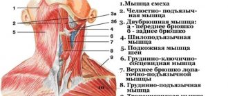 Neck muscles. Anatomy, table, functions, how to relax spasm, inflammation, sprain