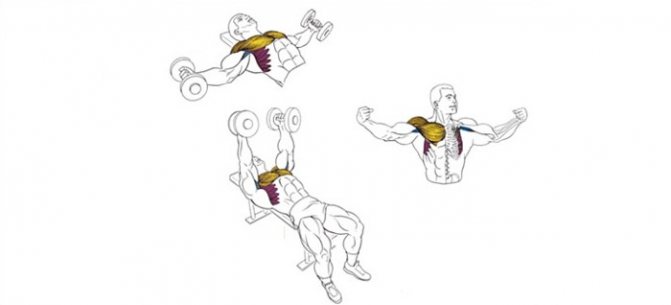 На изображении выделены работающие мышцы при разводке гантелей лежа