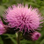 Настойка Левзеи полезные свойства, противопоказания для мужчин и женщин и инструкция по применению