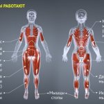 Useful knowledge: what muscles work when running