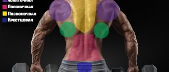 Location of back muscles