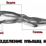 Разделение мышц ног