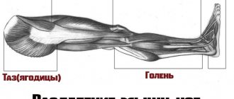 Separation of leg muscles