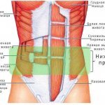 Схема брюшных мышц