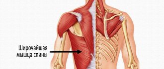 Latissimus dorsi muscles