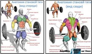 Становая тяга - мышцы, работающие в упражнении