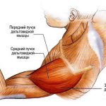 Structure of the deltoid muscle