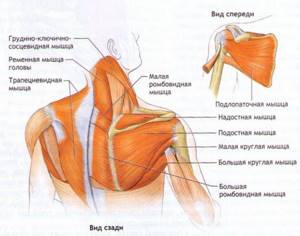 Строение мышечной ткани плечей и шеи