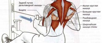 Тяга горизонтального блока к поясу, грудной клетке, животу, на плечи, спину узким, широким хватом сидя, стоя. Техники выполнения