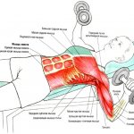 Exercises with dumbbells for the pectoral muscles and back for women, standing, without a bench